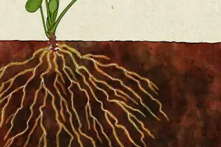 Rhizosphere - Chad Edwards