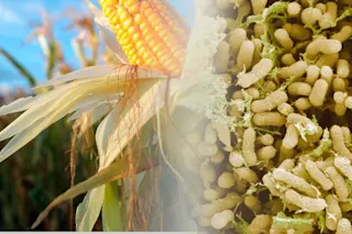 DSC-NC1119 01 corn microbes