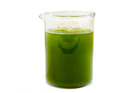 Microalgae - Science Source