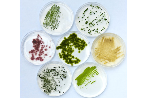 algae cultures - Science Source