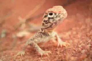 dragon-lizard.jpg
