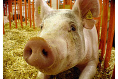 pig.jpg