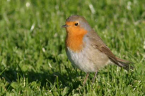 How Do Birds Sense Magnetic Fields: Unraveling Nature’s Hidden Compass