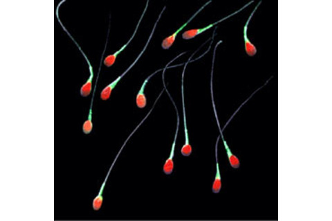 sperm.jpg