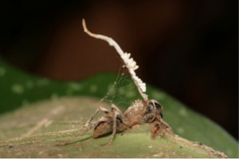 zombie-ant.jpg