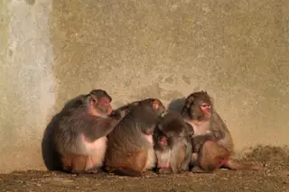 rhesus-macaques-e1334166920622.jpg