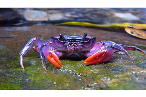 insulamon_palawanense_-_eine_der_auf_palawan_neu_entdeckten_flusskrabben-e1335216140799.jpg