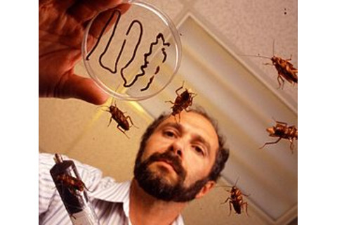 cockroaches.jpg