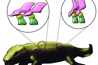 tetrapod.jpg