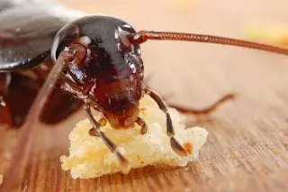 cockroach-300x200.jpg