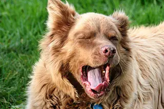 dogyawn.jpg