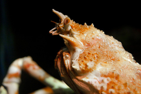 snowcrab.jpg