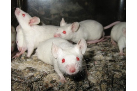 0730LabMice_300.jpg