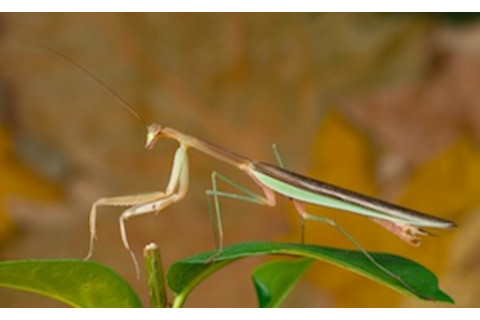 0709Tenodera-sinensis_300.jpg