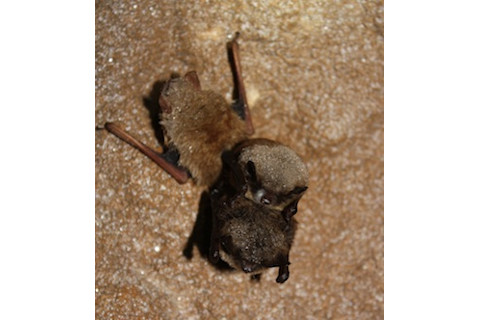0713LittleBrownBats_300.jpg