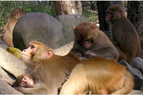 RhesusMonkeys_300.jpg