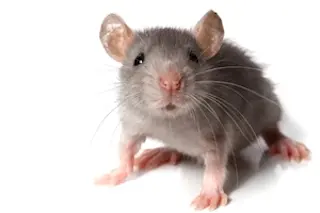 GrayMouse_300.jpg