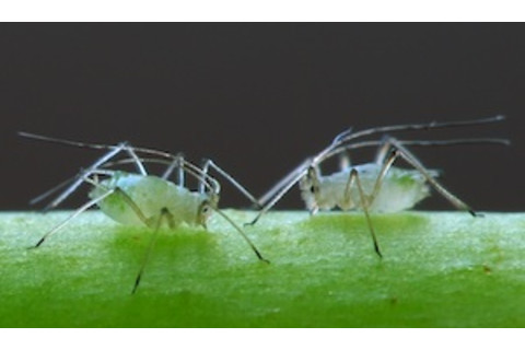 0820Aphids_300.jpg