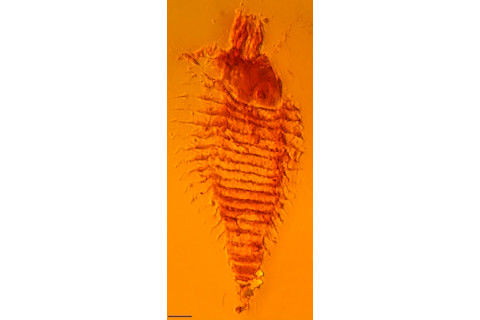 EriphyoidMite_282.jpg