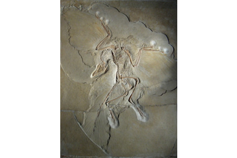 Archaeopteryx_lithographica_Berlin_specimen.jpg