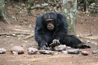 Chimpanzee and a nut cracker
