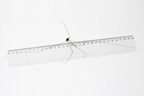 daddy-long-legs.jpg