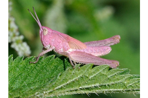 bow-winged-grasshopper.jpg