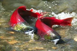 spawning-salmon.jpg