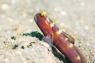 Goby Fish - Shutterstock