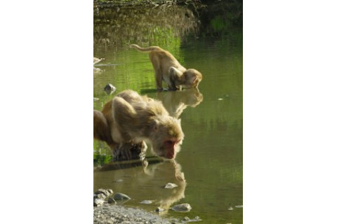 monkey-200x300.jpeg