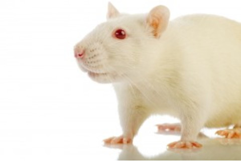 lab-rat-300x199.jpg