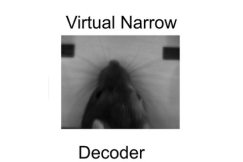 decoder-rat.jpg