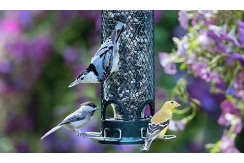 Squirrel Proof Bird Feeder jpg