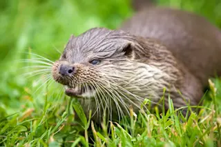 Aggressive river otter in grass