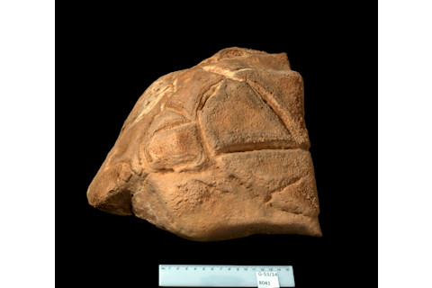 Manot-Cave-turtle-shell