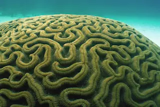 Brain coral in the sea