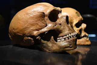 Neanderthal and human skull