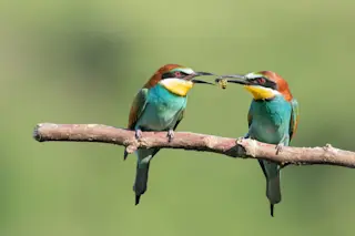 Birds sharing food on a branch