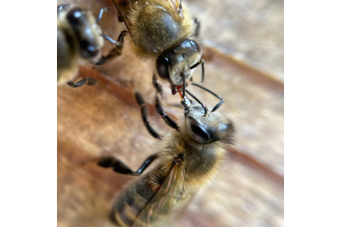 Honey-bee-sharing-food