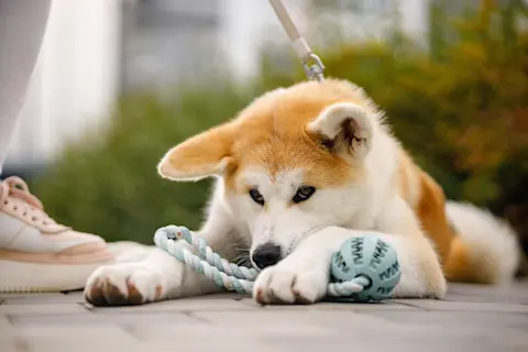 Possessive Behaviour in Dogs: Understanding Causes & Solutions