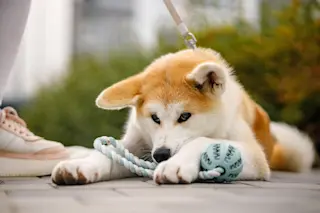 dog-guarding-a-toy