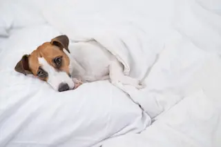 sick-dog-in-bed