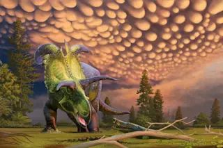Lokiceratops mural illustration