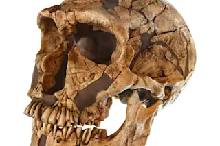 La Ferrassie Neanderthal skull discovery