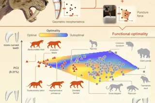 Graphic showing functional optimality drives repeated evolution of extreme saber tooth forms