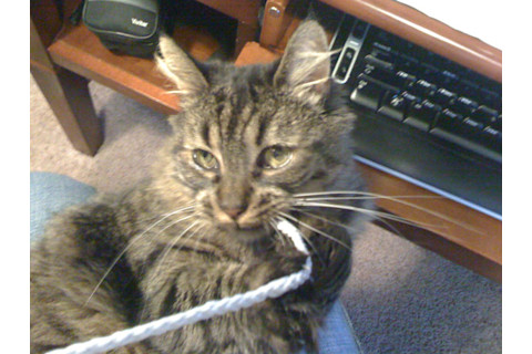 cat_hoodiestring.jpg
