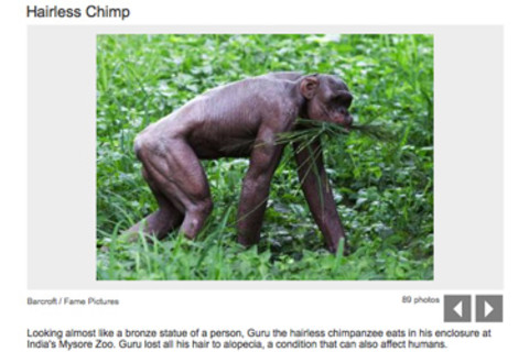 nakedchimp.jpg