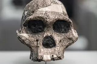 Australopithecus skull