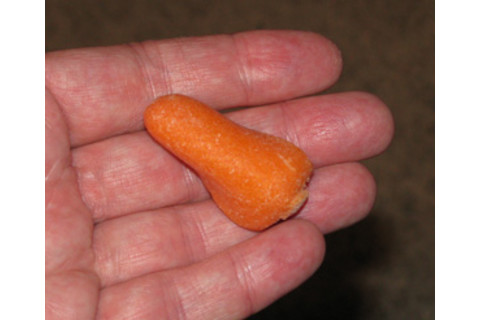 carrot_shuttle2.jpg