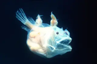 Anglerfish mating for life